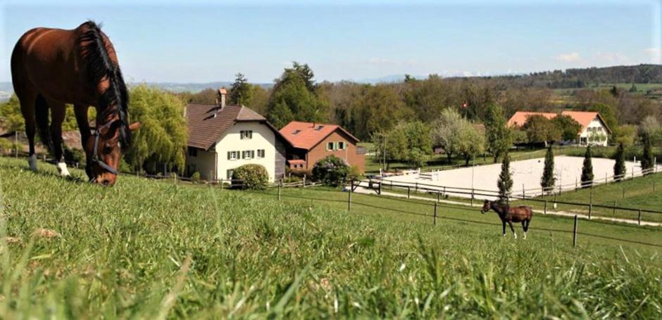 Guesthouse La Moliere, 3 Bedrooms, Private House, Horse Farm, Full Nature Murist Luaran gambar